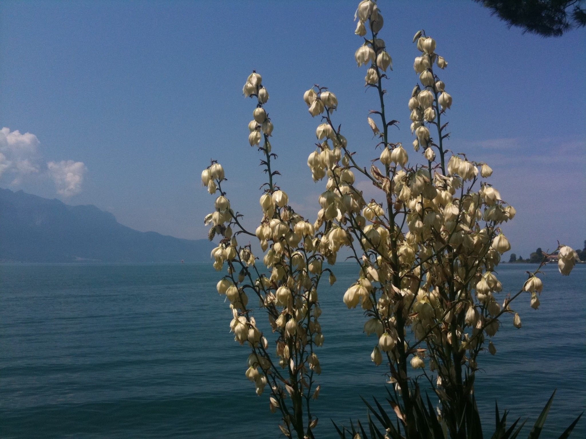 Des fleurs blanches devant le Léman et les montagnes.